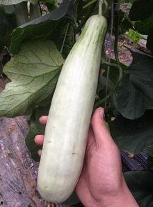 网红直播间吃的瓜,一场美食与八卦的盛宴  第2张