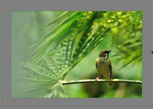 在线观看麻雀,揭秘网络影视的崛起与魅力  第3张