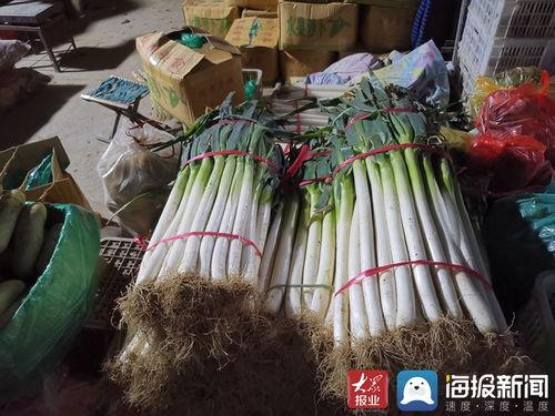 济南大葱价格最新爆料,最新市场行情揭秘 第3张 济南大葱价格最新爆料,最新市场行情揭秘 第3张